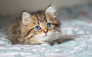 Kitten blue eyes bed adorable - a small kitten free wallpaper