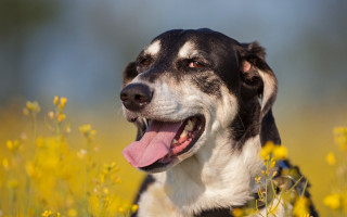 Dog yellow flowers autumn fire - yellow flower free wallpaper