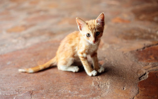 Small kitten rock sad eyes - a rock free wallpaper for desktop