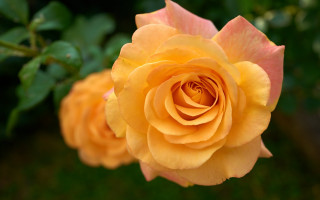 Yellow rose pink flower garden - pink petal free wallpaper