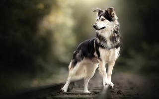 Dog forest road light shining - a light shining free wallpaper