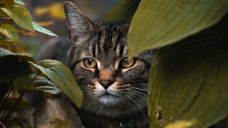 Cat leaves background primivitism animal - a green leafy background free wallpaper