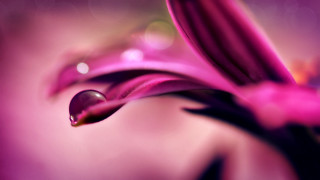 Flower water droplets macro bokeh 5 - cindy wright free wallpaper for desktop