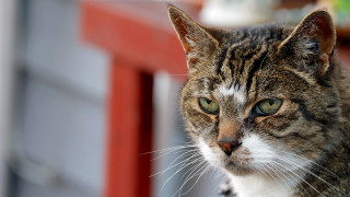 Cat red door green eyes - stripe free wallpaper for desktop
