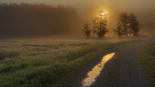 Foggy field dirt road trees - the fog free wallpaper