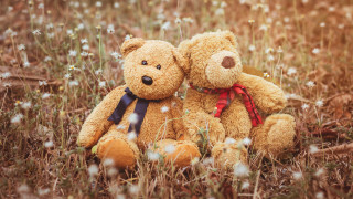 Teddy bears flower field christmas - two teddy free wallpaper