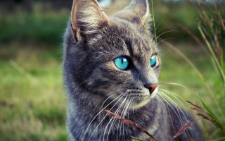 Cat blue eyes grass serious - the grass free wallpaper