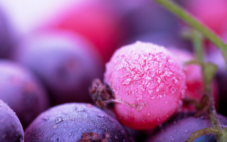 Grapes ice pink vanitas macro 2 - grape free wallpaper