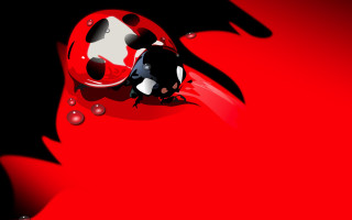 Ladybug red bubbles surreal raytraced 2 - a ladybug free wallpaper