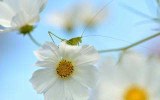 Green insect white flower blue - a blue sky background behind free wallpaper