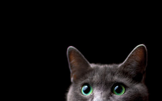 Black cat green eyes macro 4 - grey free wallpaper