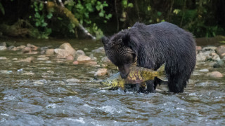 Bear fish water nature ocean - mouth open free wallpaper