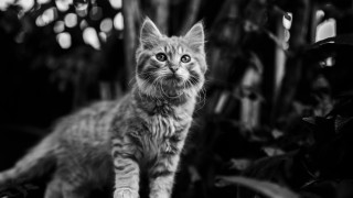 Cat sad branch blackwhite blurry - a tree branch free wallpaper