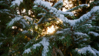 Pine snowy tree sunlight bokeh - a pine tree free wallpaper