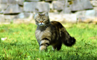 Cat green field stone wall - ground free wallpaper