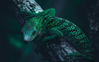 Lizard branch night head side - a lizard free wallpaper