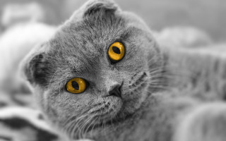 Gray cat yellow eyes blanket - a gray cat free wallpaper for desktop