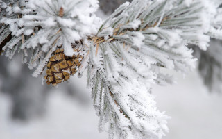 Pine cone snow ice branch - snow and ice free wallpaper