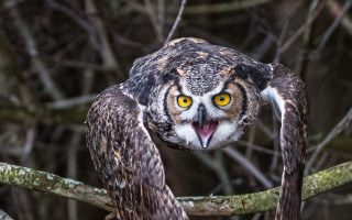 Owl yellow eyes perched open - an owl free wallpaper