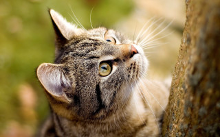 Cat looking up tree trunk - a tree trunk free wallpaper