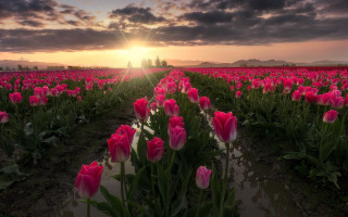Pink tulips sunset clouds horizon - pink tulip free wallpaper