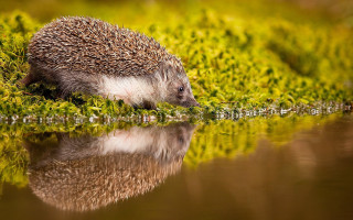Hedgehog grass water autumn nature - food free wallpaper