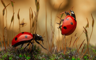 Ladybugs grass macro photography ecological - the other free wallpaper
