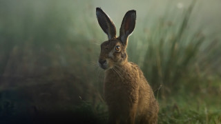 Brown rabbit grass nature depth - a blurry background of grass and grass free wallpaper
