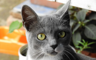 Gray cat green eyes white - a gray cat free wallpaper for desktop