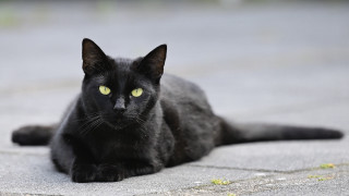 Black cat yellow eyes outdoor - neoism free wallpaper