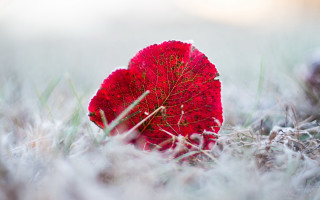Red leaf frost grass autumn - surface and a blurry background free wallpaper