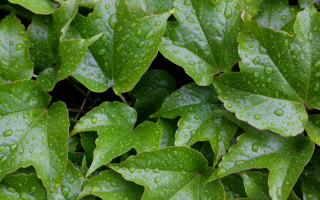 Green plant water droplets macro 24 - a green plant free wallpaper