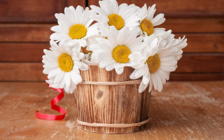 Wooden bucket white daisies red - a wooden wall free wallpaper
