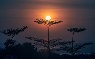 Sunset tree foreground mountains moon - a tree in the foreground free wallpaper