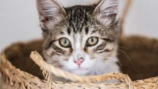 Sad cat in basket felix - a basket free wallpaper