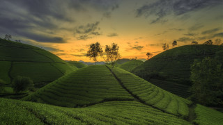 Sunset tea plantation malaysia lone - a lone tree in the foreground free wallpaper