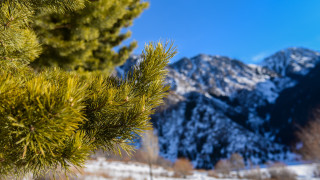 Pine mountain snowy tiltshift nature - a pine tree free wallpaper
