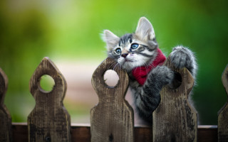Kitten red scarf fence blue 2 - the fence free wallpaper