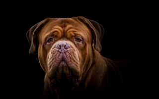 Sad dog tongue out photorealism - a portrait free wallpaper