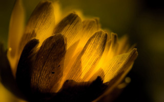 Sunflower closeup macro blurry background - dorothea braby free wallpaper