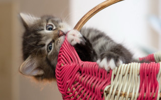 Kitten basket play blue eyes - the floor of a house free wallpaper