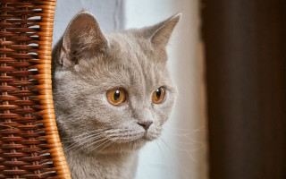 Cat window basket staring photorealistic - the floor behind free wallpaper