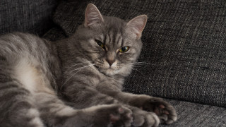 Cat couch paws camera halftone - maya free wallpaper