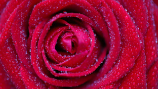 Red rose water droplets macro 7 - petal and petals free wallpaper