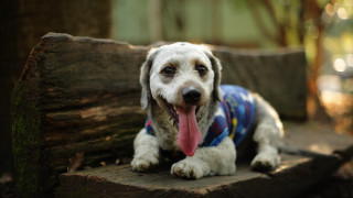 Dog sweater laying bench tree - a bench free wallpaper