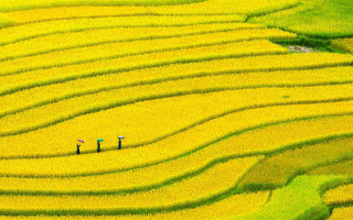 Flower field people china sunset - phuoc quan free wallpaper