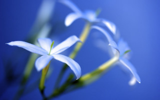 Flower blurry bokeh blue background - a blue background behind free wallpaper