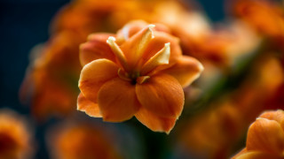 Orange flower blurry background macro - daphne fedarb free wallpaper