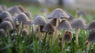 Mushrooms dew grass macro magical - a group of mushrooms free wallpaper