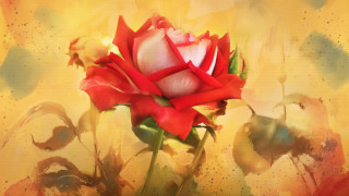 Red white rose vase yellow - rose free wallpaper for desktop
